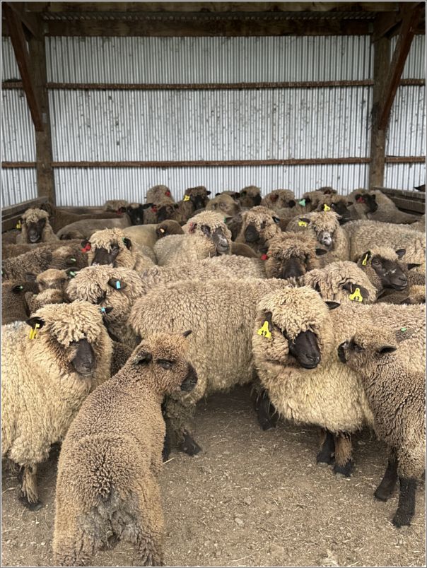 Julie Howdens natural colored Romney ewes and lambs. Photo: Lynley Coffey.